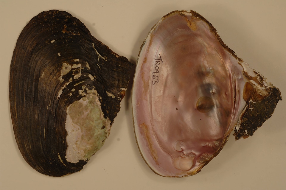 Potamilus alatus-1