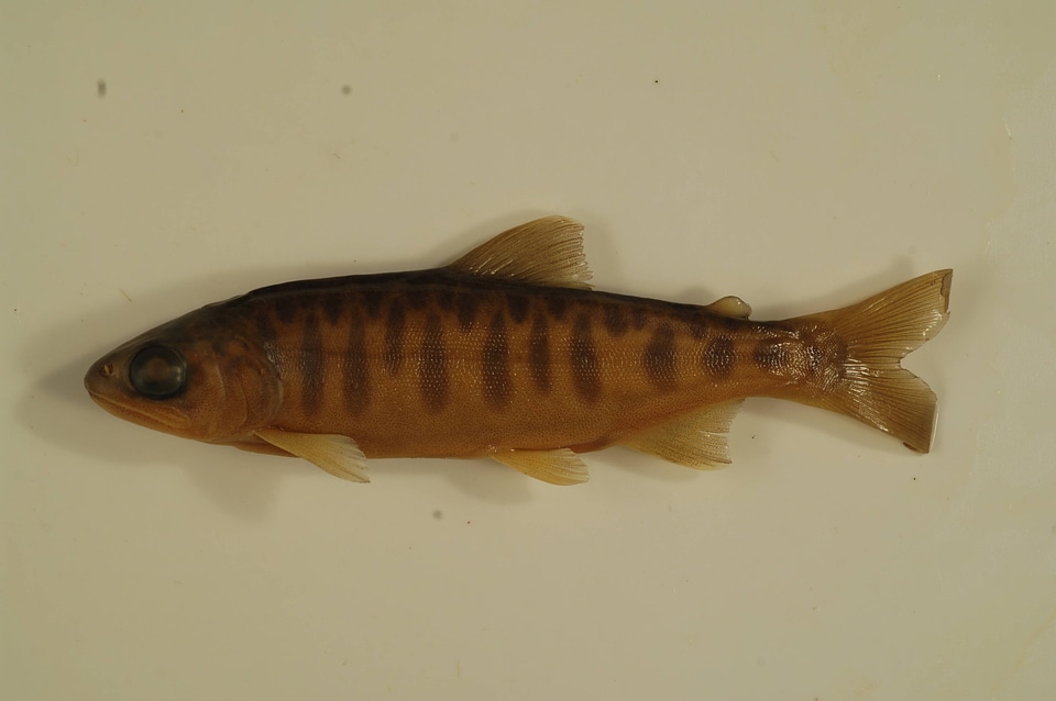 Oncorhynchus tshawytscha-2