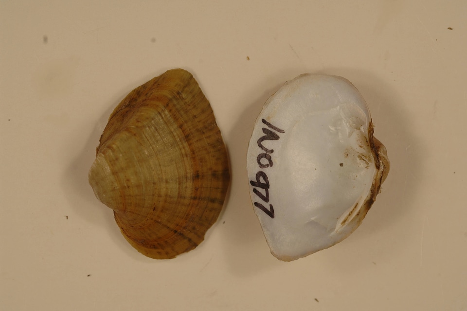 Truncilla truncata-3