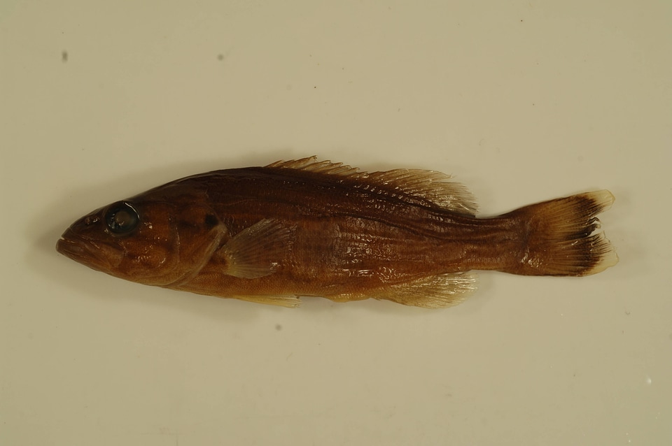 Micropterus dolomieu-2