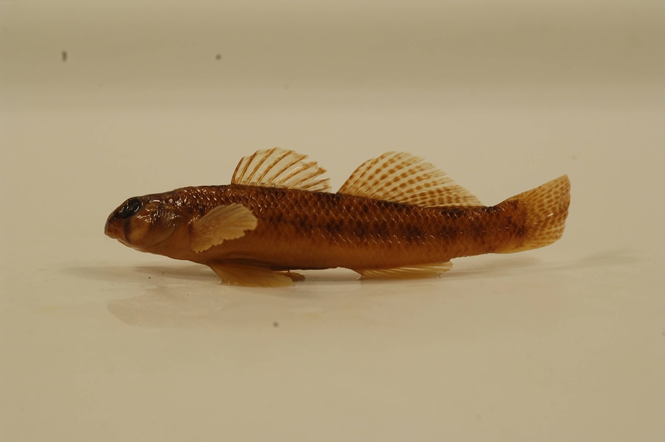Etheostoma olmstedi-3