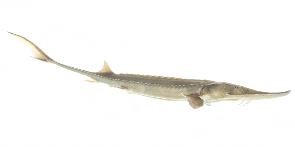 Two year old pallid sturgeon-1 photo