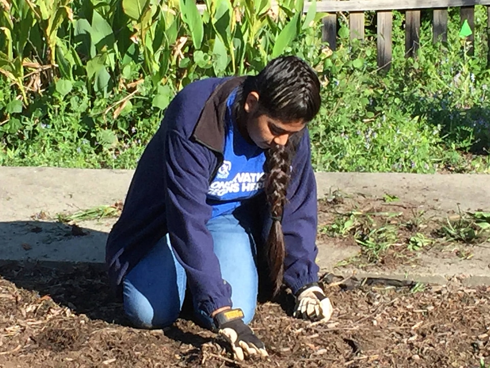 Volunteer plants the pollinator garden