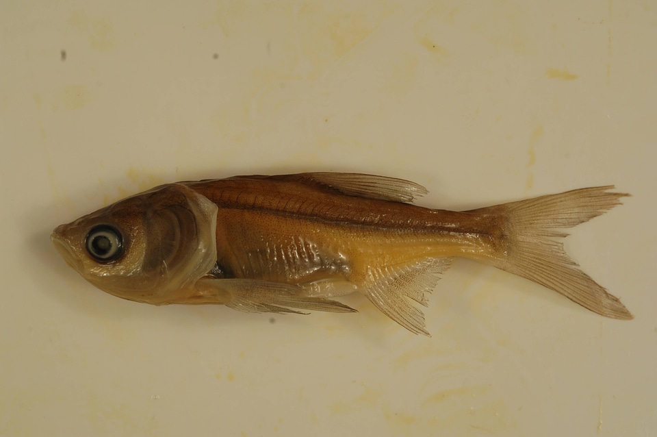 Hypophthalmichthys nobilis-2