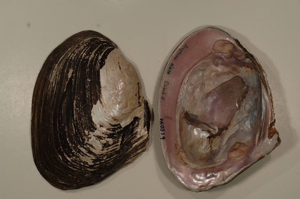 Potamilus alatus-3