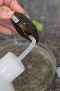 Extracting glochidia from freshwater mussel-2 photo