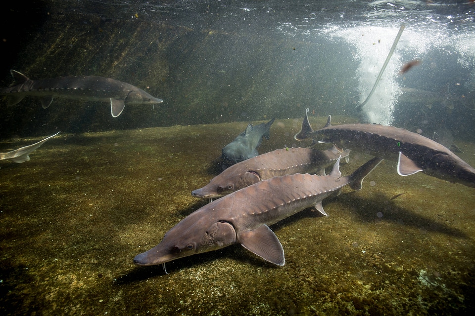 Atlantic Sturgeon-1