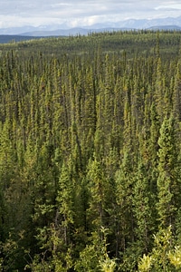 Aerial view of forest and mountains in Tetlin National Wildlife Refuge photo