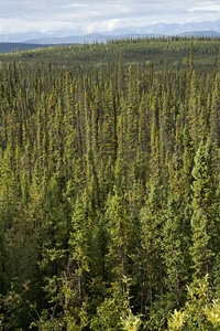 Aerial view of forest and mountains in Tetlin National Wildlife Refuge