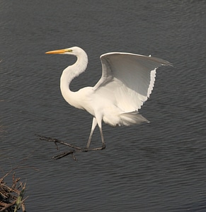Great Egret-2 photo