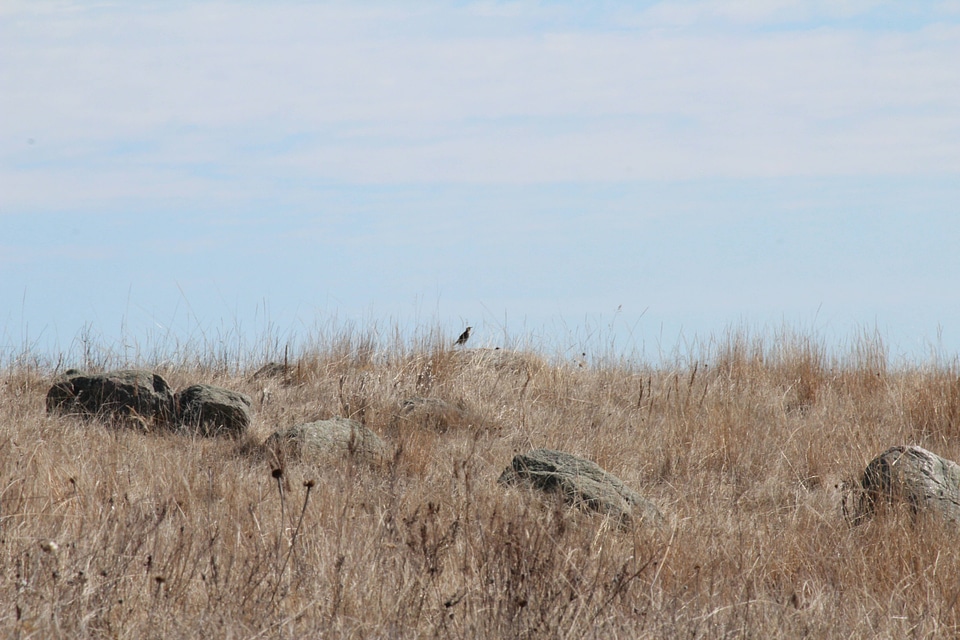 Western Meadowlark on the prairie