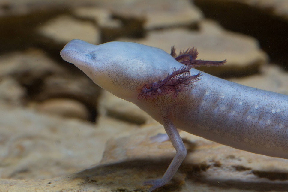 Texas Blind Salamander-2