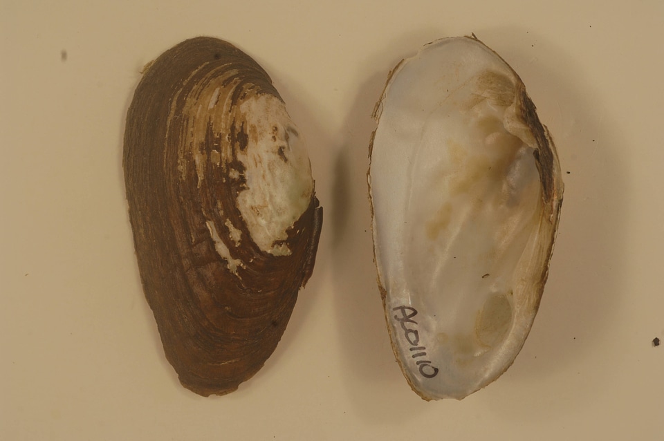 Ptychobranchus foremanianus-3