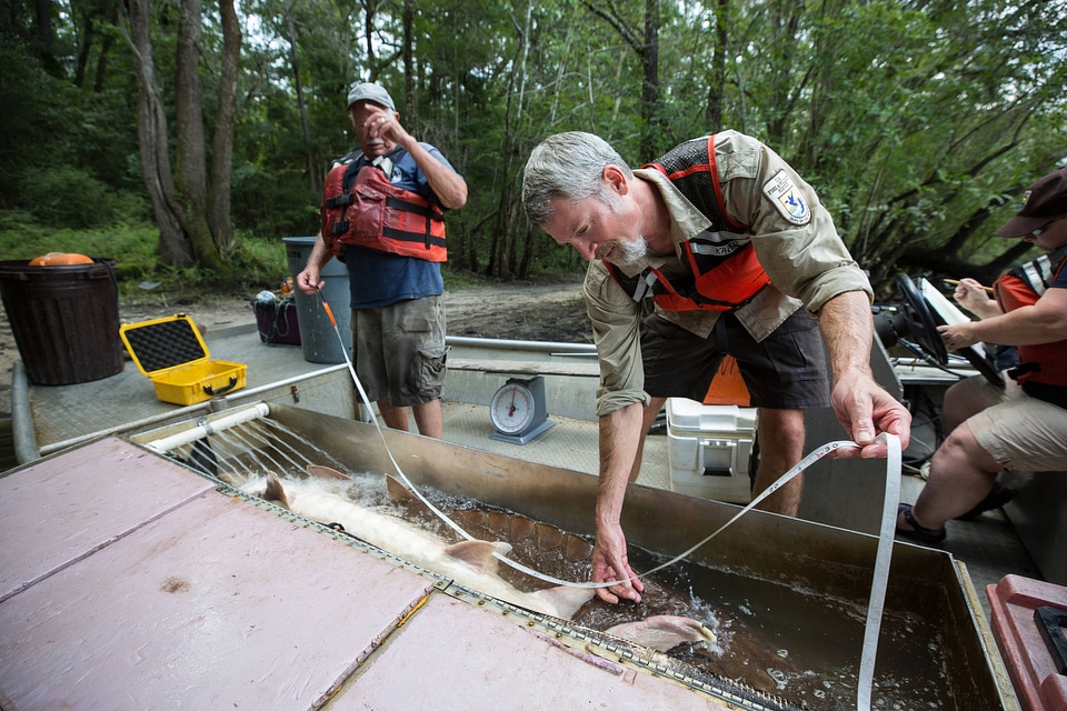 Biologist with gulf sturgeon on the Choctawhatchee River-5