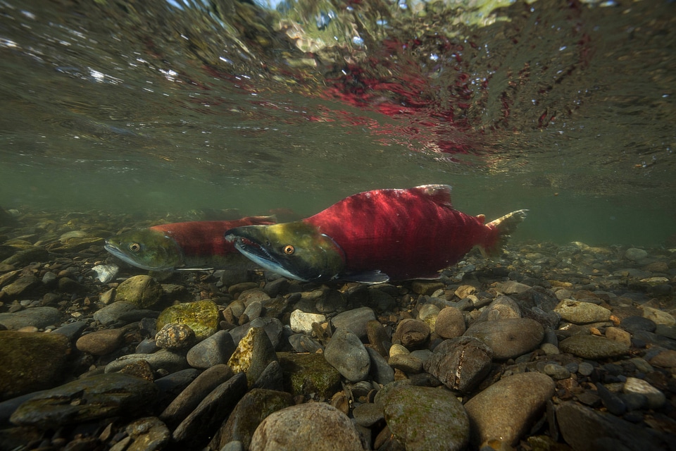  Sockeye Salmon-1