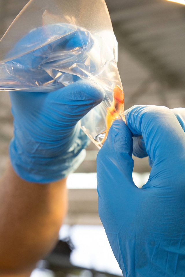Biologists examine salamanders-4