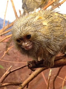 Pygmy marmoset-2