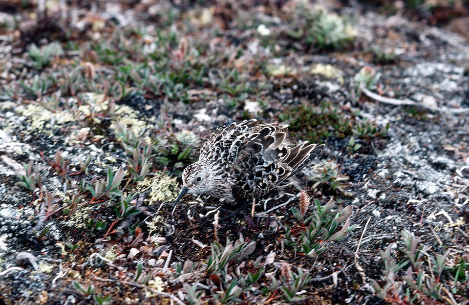 Juvenile least sandpiper camouflaged