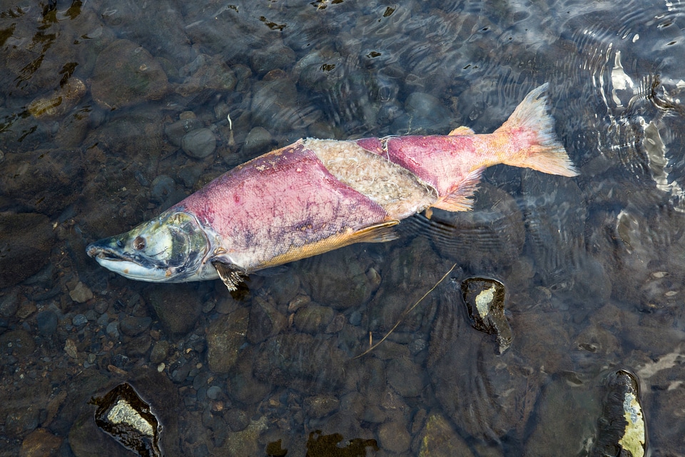 Dead salmon on Russian River photo