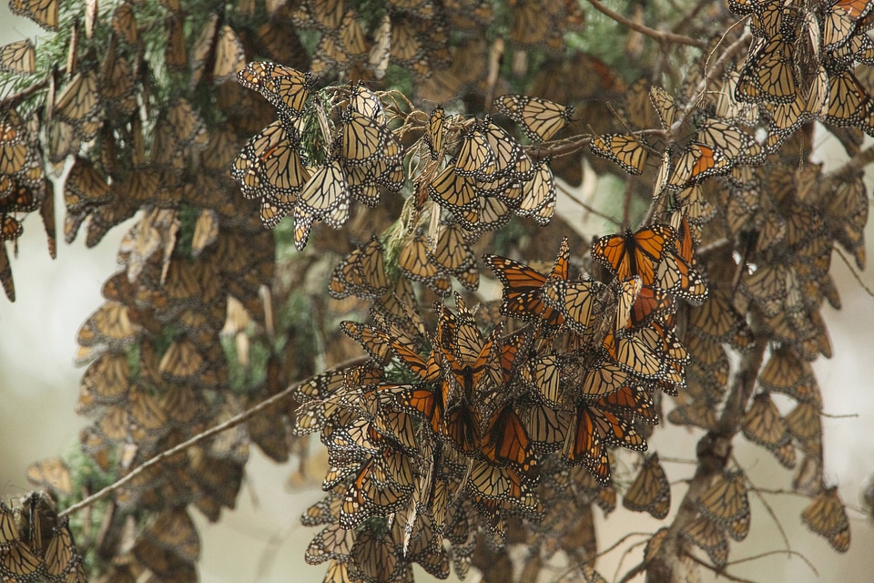 Monarch butterflies-5