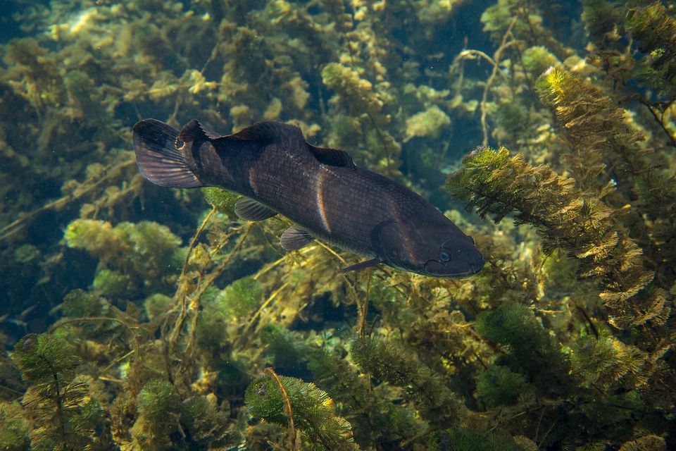 Male bowfin hides in vegetation-2