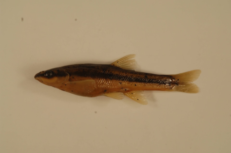 Rhinichthys atratulus-1