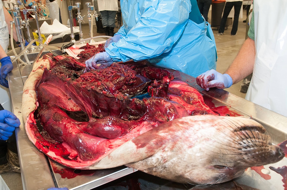 Marine Mammal Stranding Course at NCTC-1
