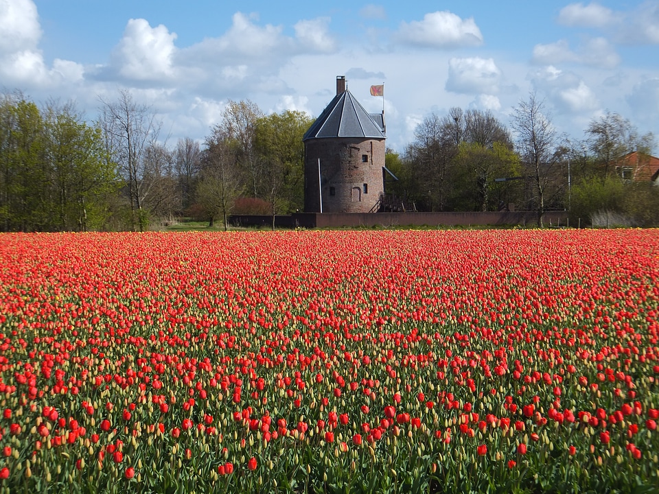 Bulb flowers castle