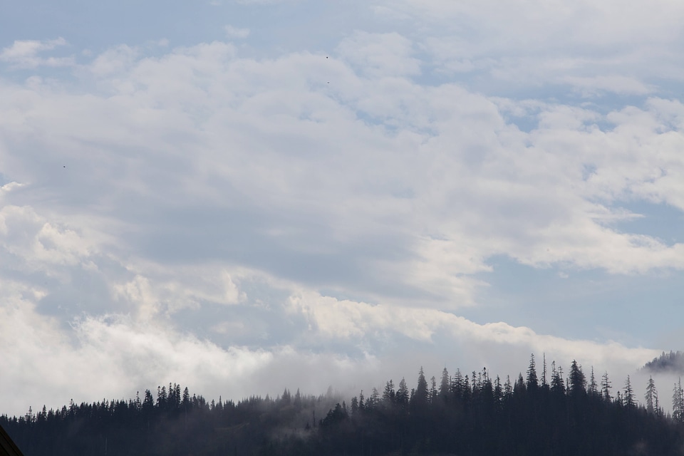 Western evergreen forests-1