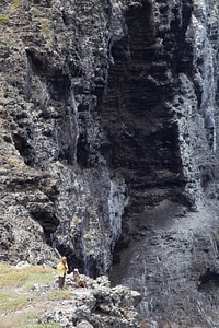 Nihoa Millerbird Translocation-5 photo