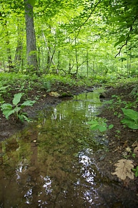 Stream bed in the forest-4 photo