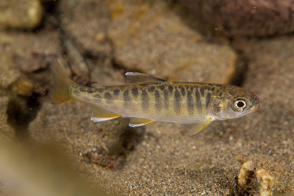 Juvenile Chinook salmon-1