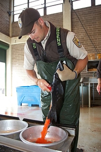 Service employee collects female Fall Chinook salmon eggs-2