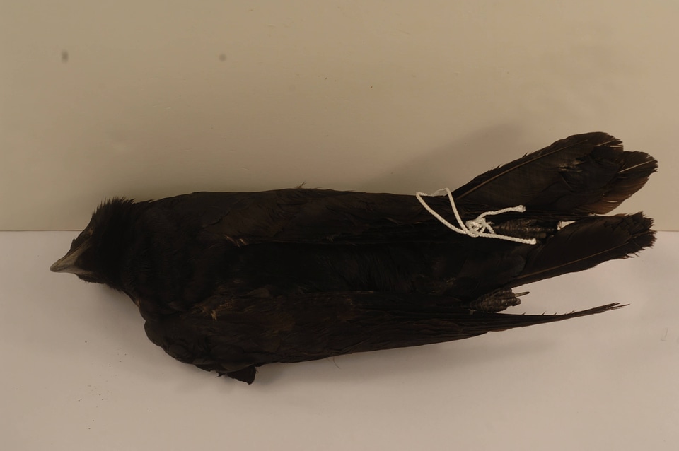 Corvus brachyrhynchos-1