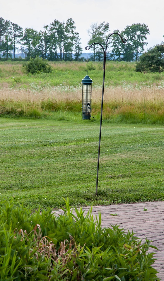 Bird feeders at Blackwater NWR visitor center