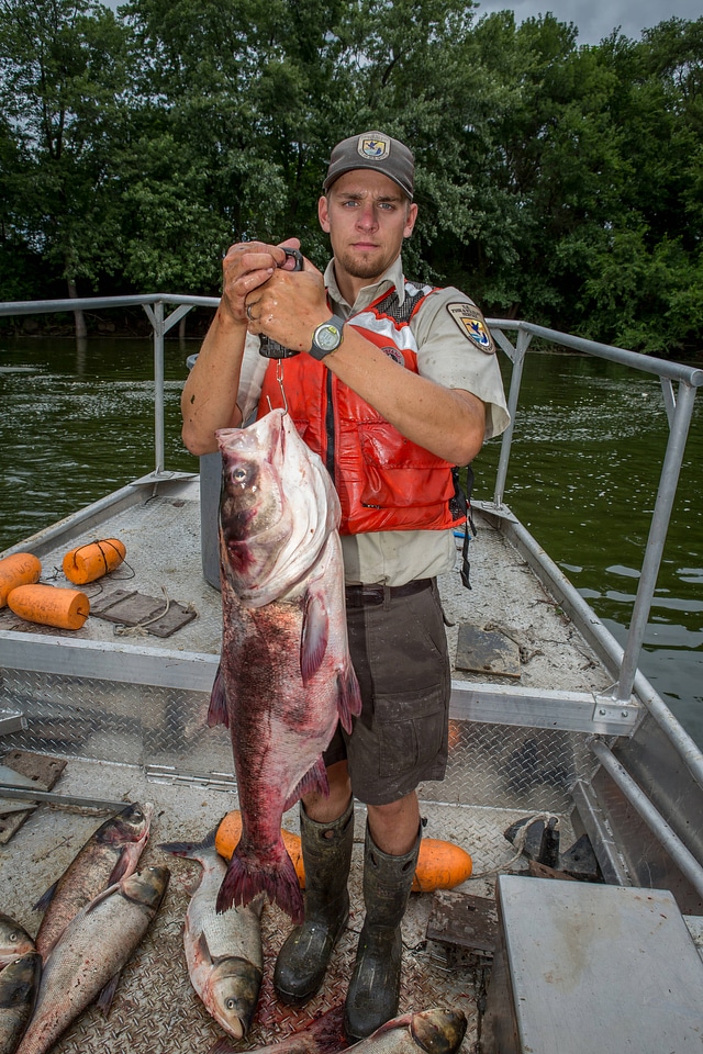 Fishery biologist weighs large Bighead carp
