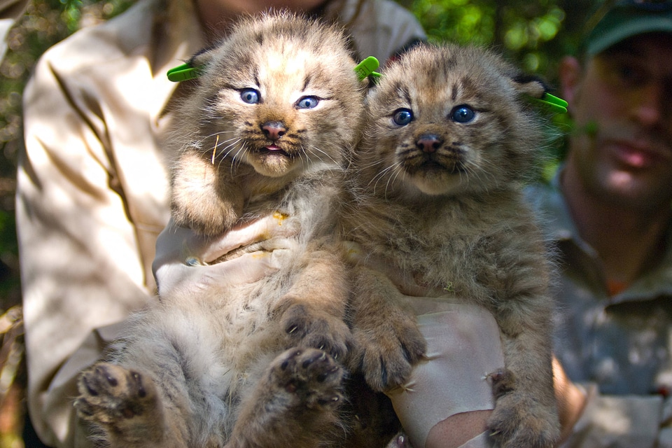Two Canada Lynx kittens
