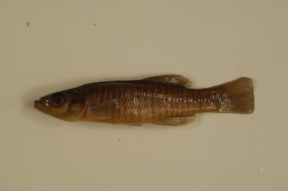 Fundulus diaphanus diaphanus-1