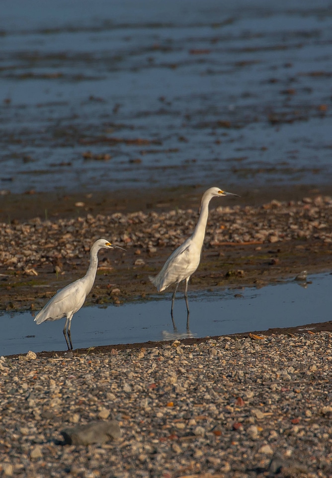 Snowy Egrets on shore-4