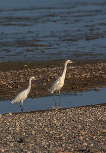 Snowy Egrets on shore-4