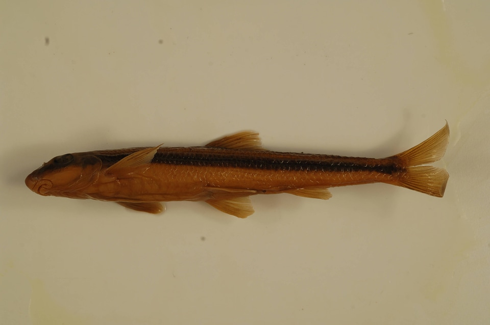 Phenacobius uranops-2