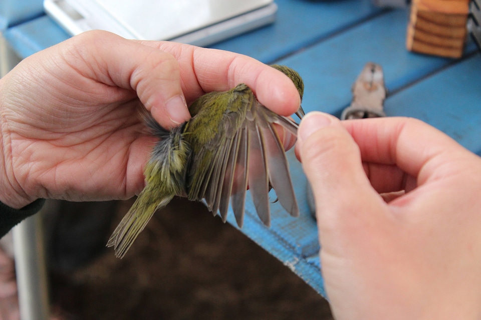 Biologists measure each bird
