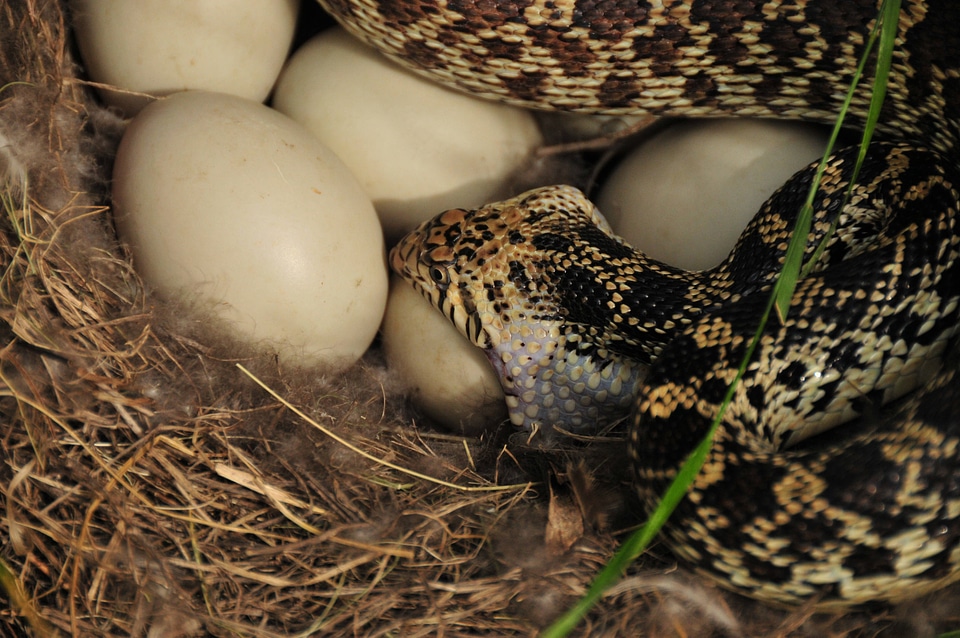 Bullsnake eating Mallard egg