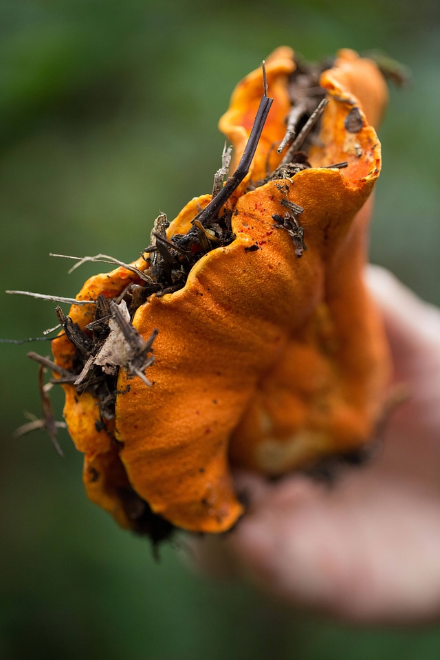Hypomyces lactifluorum