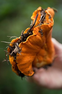 Hypomyces lactifluorum photo