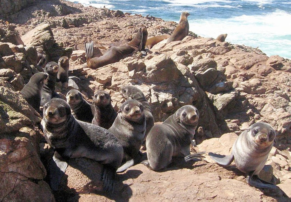 Northern fur seals-1