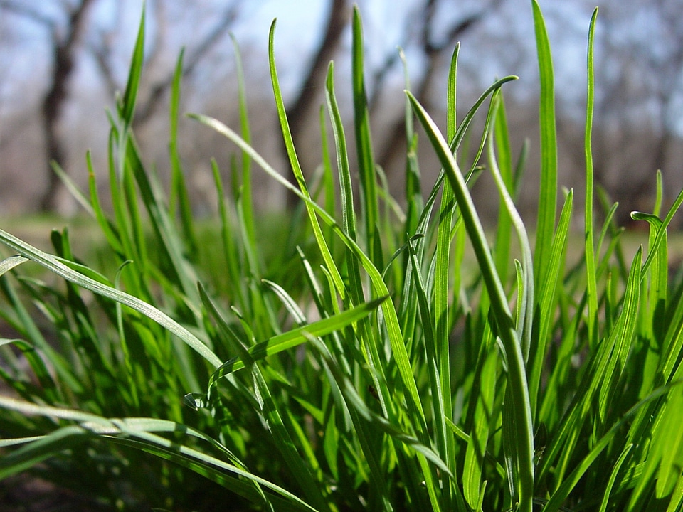 Nature closeup spring