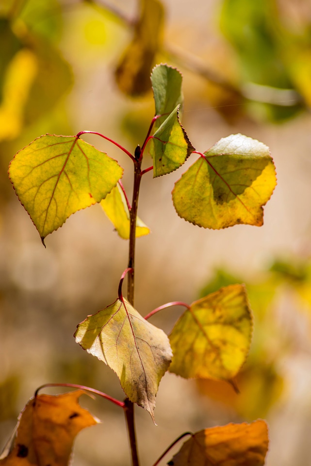Young cottonwood seedlings along banks of Missouri River-1