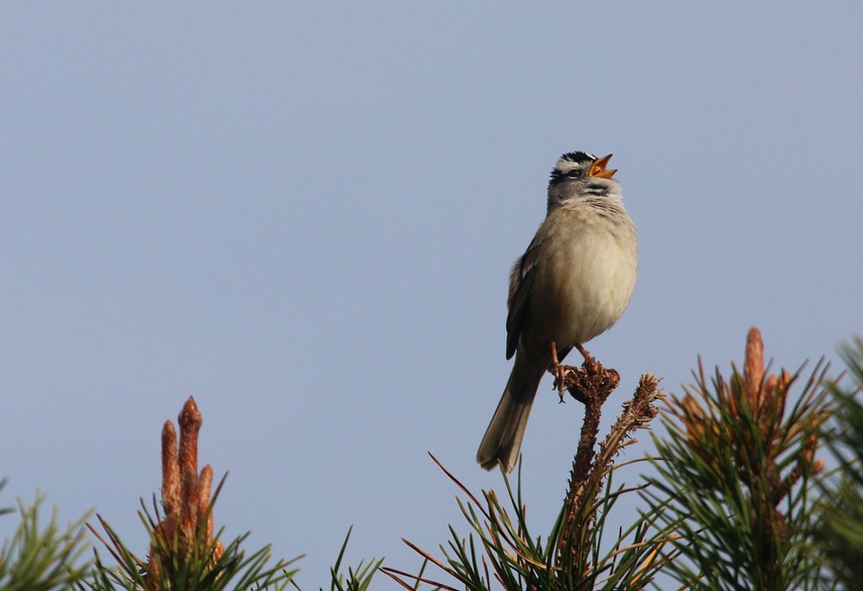 White-crowned Sparrow-1