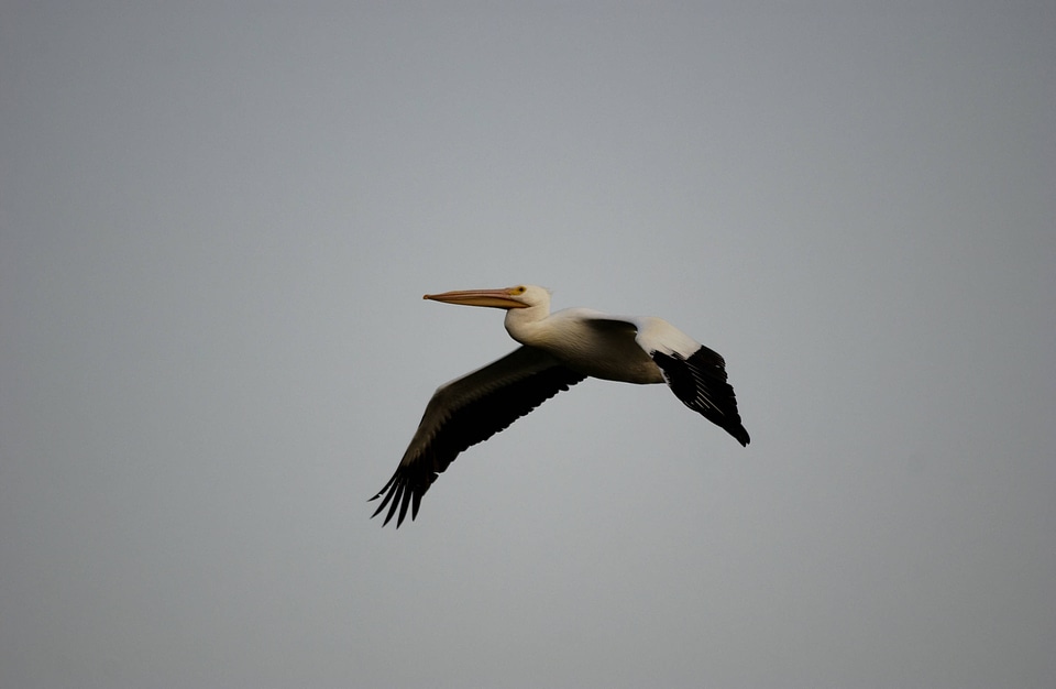 Pelican in flight